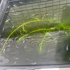 ミックスメダカの画像