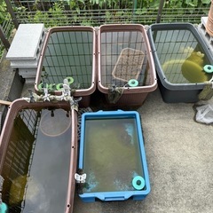 メダカ　容器含め、全て引き取って下さいの画像