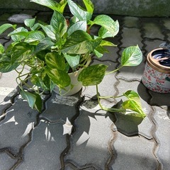 🪴ポトス🪴の画像