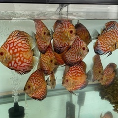 熱帯魚ディスカス7匹の画像