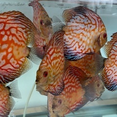 熱帯魚ディスカス7匹の画像