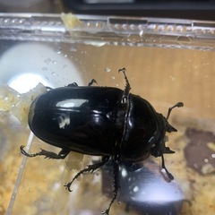 タランドゥスオオツヤクワガタ
の画像