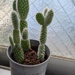 多肉植物（バニーカクタス）の画像