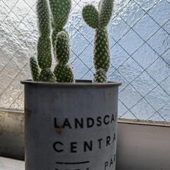 多肉植物（バニーカクタス）の画像