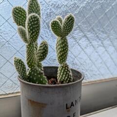 多肉植物（バニーカクタス）の画像