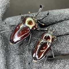 【ペア】ニジイロクワガタ　紫紺系♀足欠ありの画像