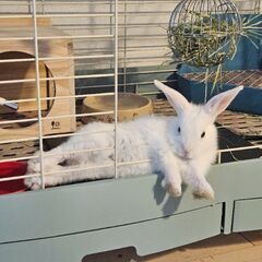 白うさぎの画像