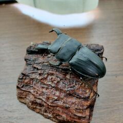 スジブトヒラタ　２０２５年羽化　オス　６１ミリ程度から６5ミリ程度５匹　メス４０ミリ程度42ミリから５匹　合計１０匹３０００円の画像