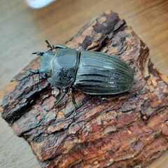 スジブトヒラタ　２０２５年羽化　オス　６１ミリ程度から６5ミリ程度５匹　メス４０ミリ程度42ミリから５匹　合計１０匹３０００円の画像