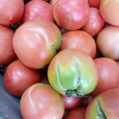 理由ありトマト🍅　1箱✨の画像