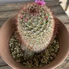もうすぐ花が咲きそうなサボテンを差し上げますの画像