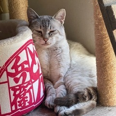成猫シャム風ねこさん