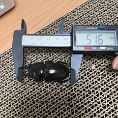 スマトラオオヒラタ　ペア⑨の画像