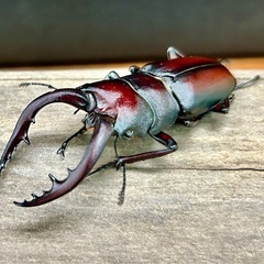 野外採集品　カブトムシ　ノコギリクワガタの画像