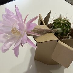もうすぐ花が咲きそうなサボテンを差し上げますの画像