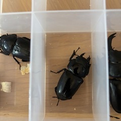 ⑤オオクワガタ　道南産 (厚沢部) オス1匹 メス3匹　セットの画像