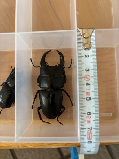 ⑤オオクワガタ　道南産 (厚沢部) オス1匹 メス3匹　セット