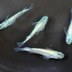 ☆産卵中ネプチューンシルバーtypeメダカ♂3♀6＋1おまけ③☆の画像
