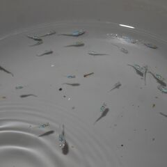 メダカ　墨武稚魚（１㎝位）12匹　の画像