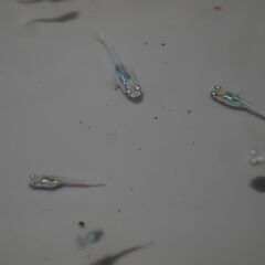 メダカ　墨武稚魚（１㎝位）12匹　の画像