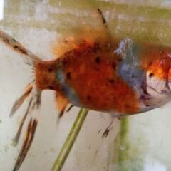 金魚　ポンプ　餌　水槽付きの画像