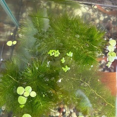 マツモの画像