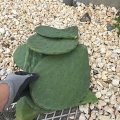 うちわサボテンの画像