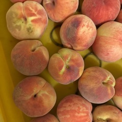 山形県　東根市産　あかつき　桃　夏の太陽の恵みと綺麗な空気に恵ま...
