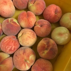 山形県　東根市産　あかつき　桃　夏の太陽の恵みと綺麗な空気に恵まれた　果実訳ありの画像