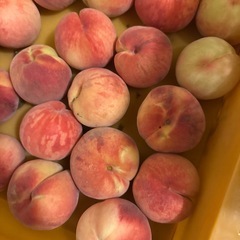 山形県　東根市産　あかつき　桃　夏の太陽の恵みと綺麗な空気に恵まれた　果実訳ありの画像
