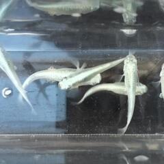 みゆきメダカ　幹之　稚魚10匹②の画像