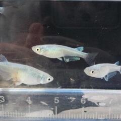 みゆきメダカ　幹之　稚魚10匹②の画像