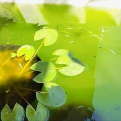 みゆきメダカ　幹之　稚魚10匹②の画像