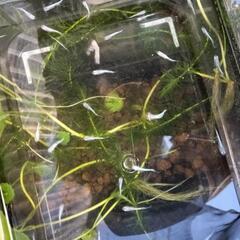 みゆきメダカ　幹之　稚魚10匹②の画像