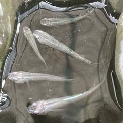 メダカミックスの画像