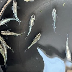 メダカミックスの画像