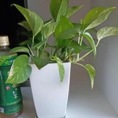 観葉植物まとめての画像