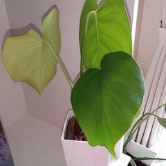観葉植物まとめての画像