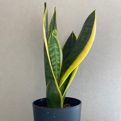 サンスベリア観葉植物の画像