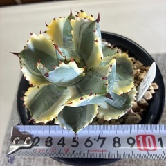アガベ　兜蟹錦の画像