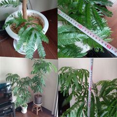 【エバーフレッシュ】鉢付き。単品売りも可能　木、植物の画像