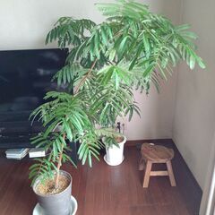 【エバーフレッシュ】鉢付き。単品売りも可能　木、植物の画像