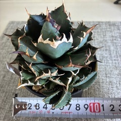 アガベ　チタノタ　姫厳竜の画像