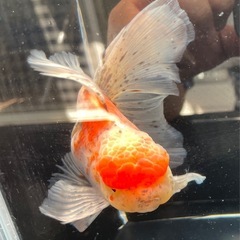 東錦ローズテールの画像