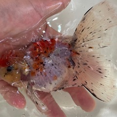 東錦ローズテールの画像