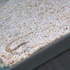 海水魚①の画像