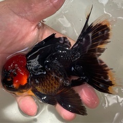 丹頂ブラックオランダローズテールの画像