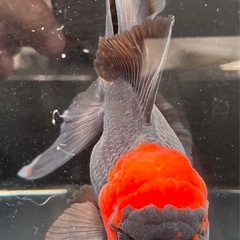 丹頂ブラックオランダローズテールの画像