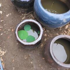 水鉢　花睡蓮　メダカの画像