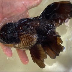 オランダローズテールブラックの画像